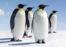 Curiosidades de los Pingüinos
