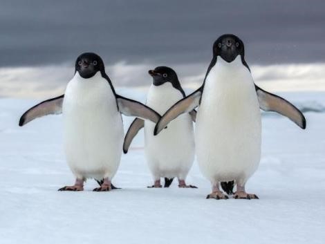 datos curiosos de los pinguinos