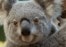 Curiosidades de los koalas