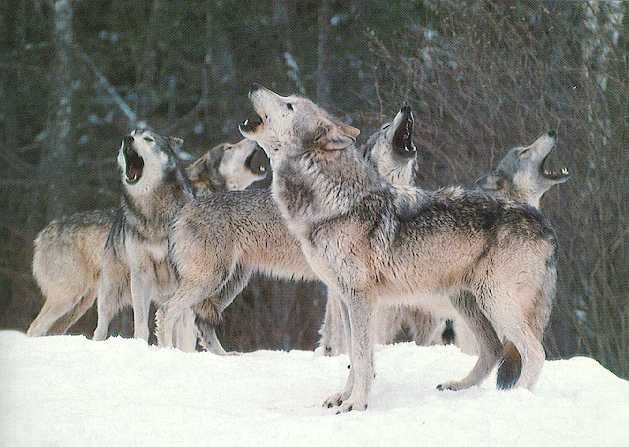 curiosidades de los lobos