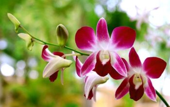Curiosidades de las orquídeas