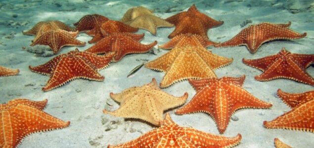 Curiosidades sobre las estrellas de mar