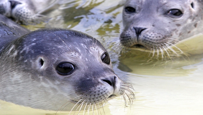 Curiosidades sobre las focas