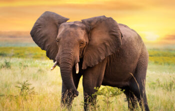 Curiosidades de los elefantes
