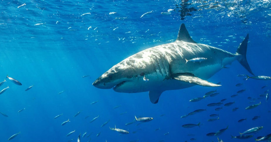 Tibu Rones Curiosidades de los TIBURONES - Datos IMPACTANTES y RAROS