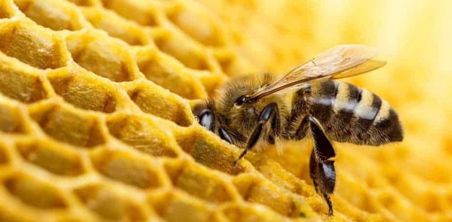 Curiosidades sobre las abejas
