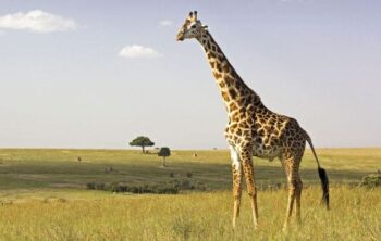 Curiosidades de las jirafas