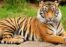 Curiosidades de los tigres