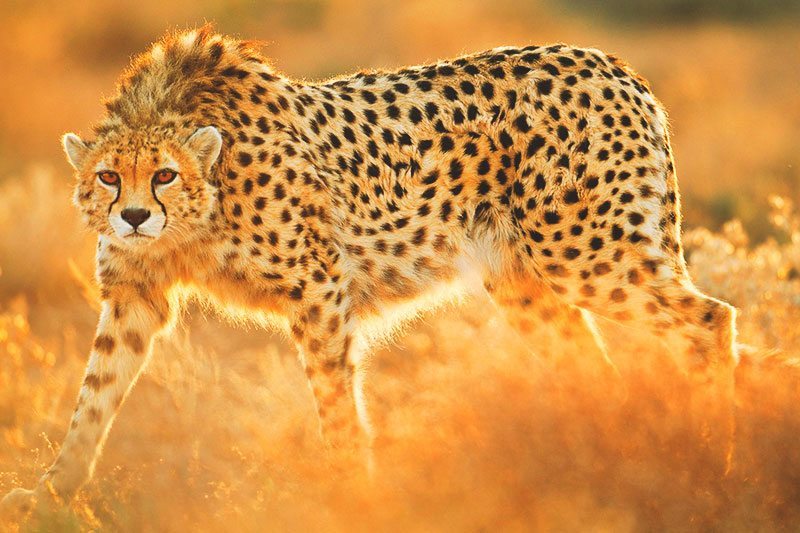 Curiosidades de los guepardos